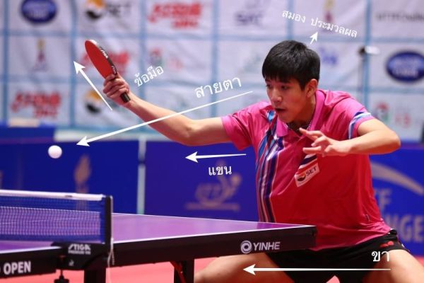 วิธีอ่านเกมและคาดเดาคู่ต่อสู้ (อ่านขาด ชนะก่อนครึ่งหนึ่ง)